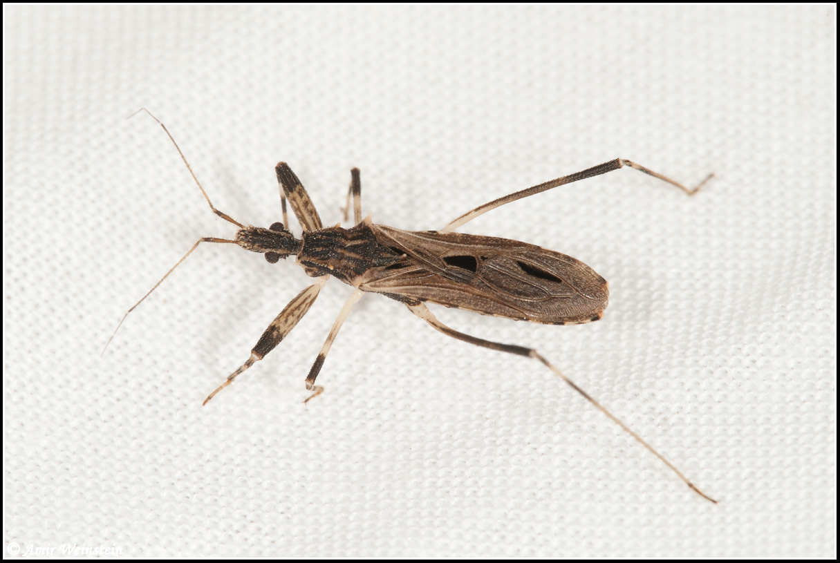 Heteroptera  d''Israele - Light trap results